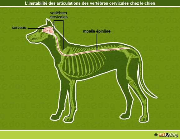 Instabilite_articulations_vertebres-cervicales-chien