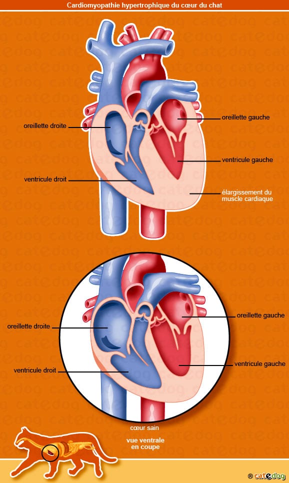 cardiomyopathie-hypertrophique_coeur_ventricule_oreillette_chat_©catedog.com