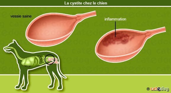 Cystite – Calculs urinaires • chien – Conseils Cystite – Calculs urinaires • chien – Conseils