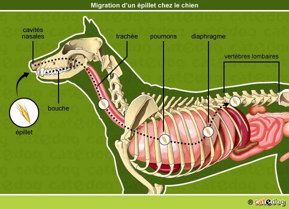 epillet-nez-poumon-diaphragme-vertebre-chien