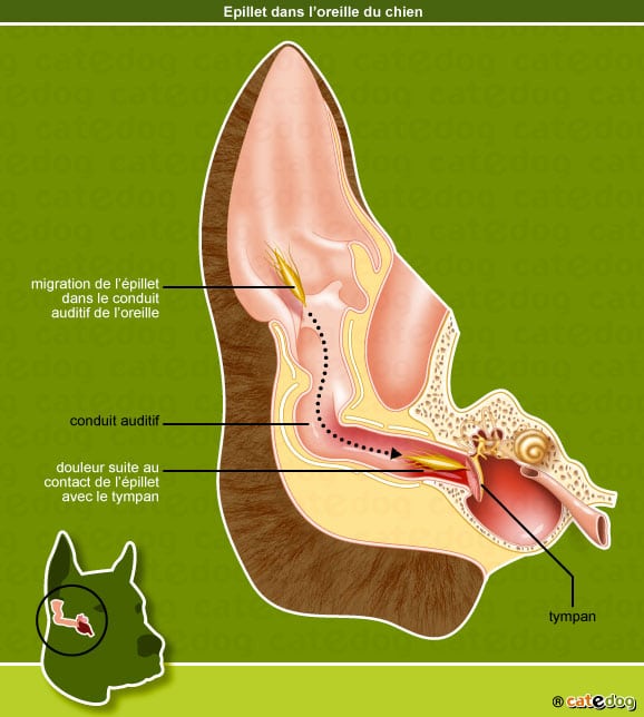 infection-epillet-oreille-chien
