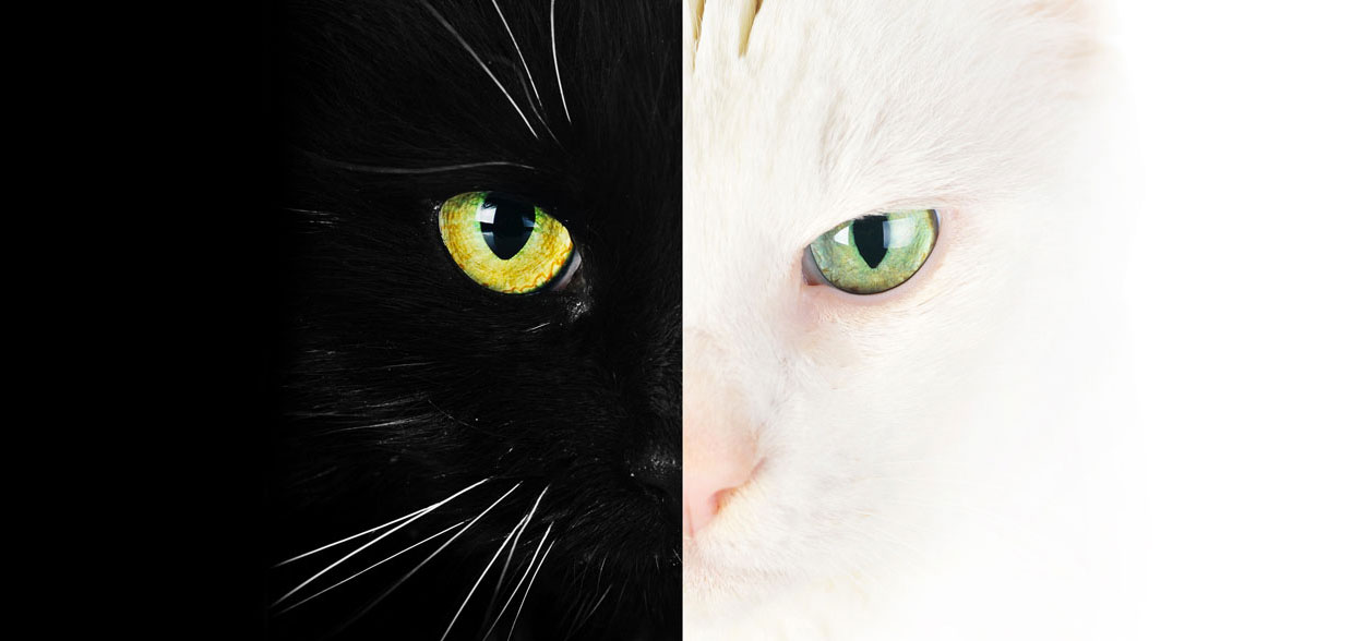 Que fait le chat de ses journées ? – Conseils vétérinaires Que fait le chat de ses journées ? – Conseils vétérinaires