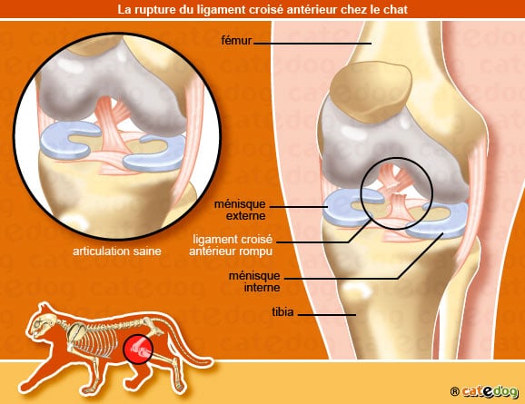 rupture_ligament_croise_chat