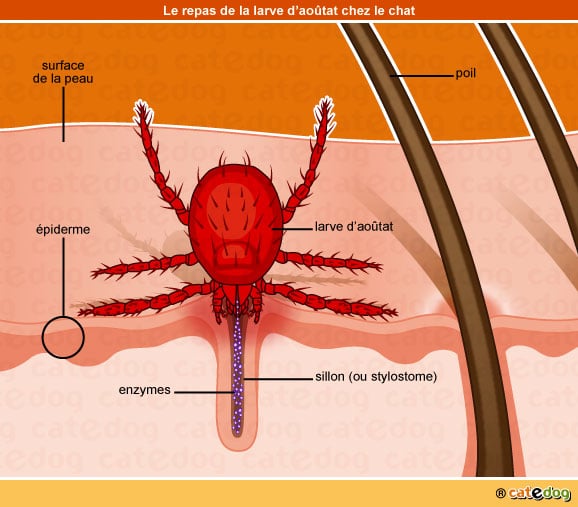 infection-larve-aoutat-stylostome-enzyme-chat