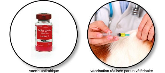 vaccin_antirabique_chien_chat
