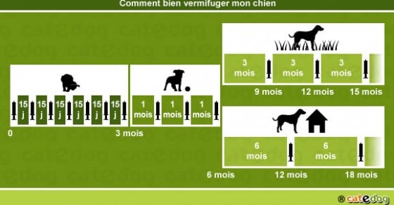 Vermifuge • Vermifuger un chien – Conseils vétérinaires illustrés – Catedog