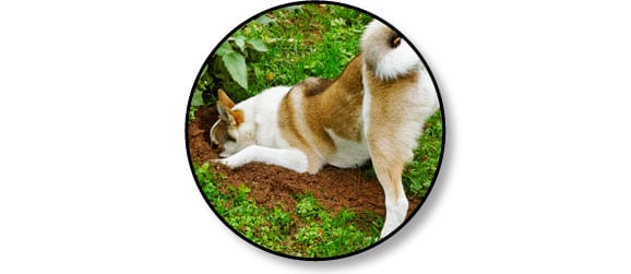 mon-chien-creuse-des-trous-jardin