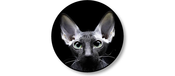anatomie-appareil-auditif-oreille-chat