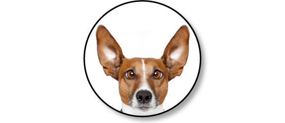 anatomie-appareil-auditif-oreille-chien