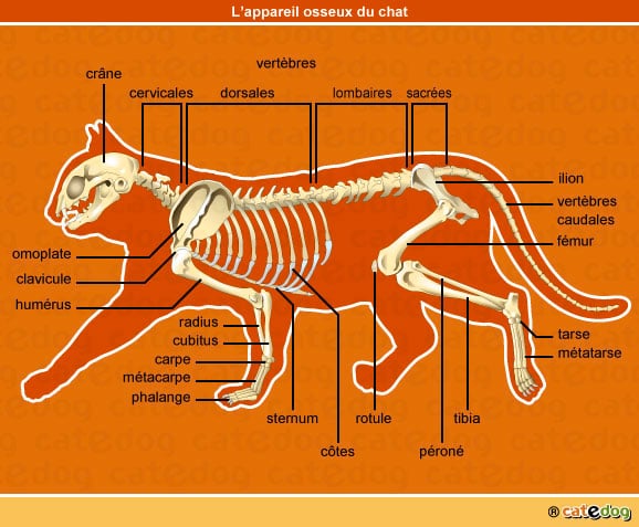 anatomie-chat-squelette-appareil-osseux-os