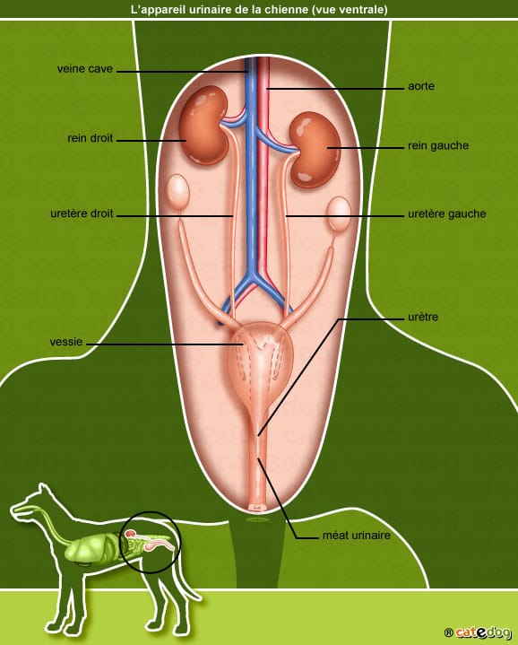 anatomie-chienne-appareil-urinaire-rein-vessie