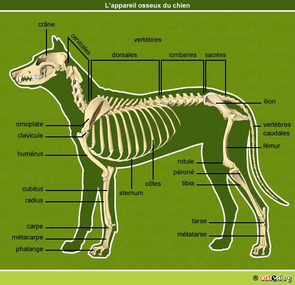 anatomie-chien-squelette-appareil-osseux-os