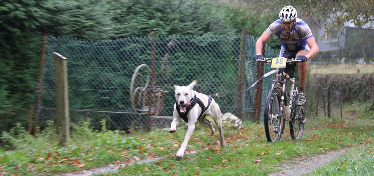 Faire du sport avec son chien – Conseils vétérinaires Faire du sport avec son chien – Conseils vétérinaires