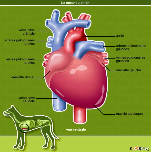 anatomie-chien-coeur-oreillette-veine-catedog