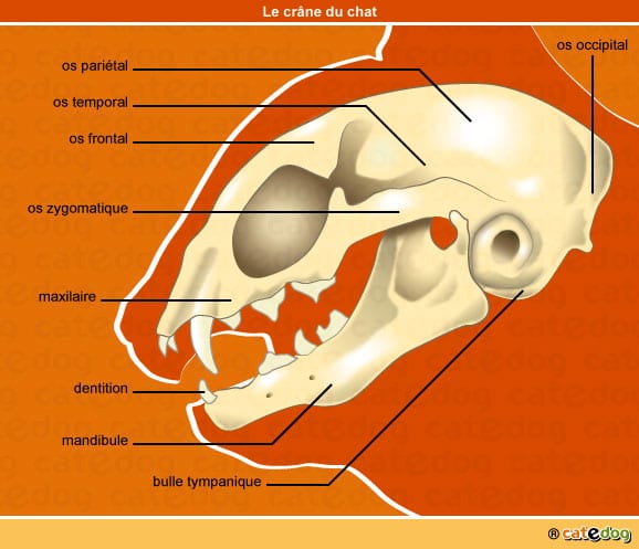 anatomie-chat-crane-os-dentition-squelette