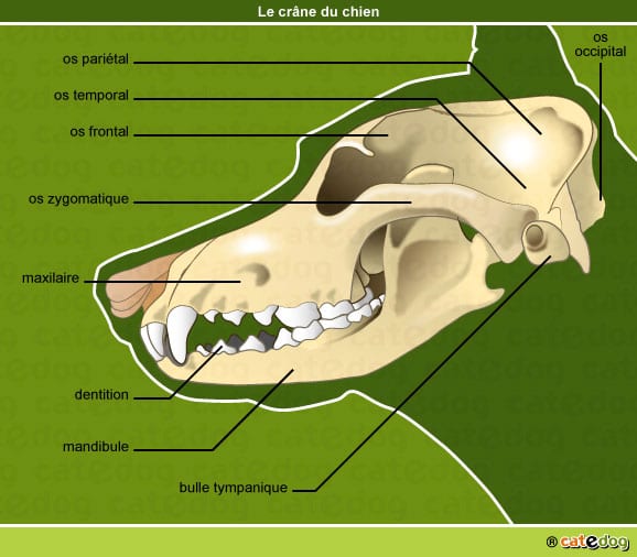 anatomie-chien-crane-os-dentition-squelette