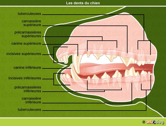 anatomie-chien-dents-dentition-bouche-catedog