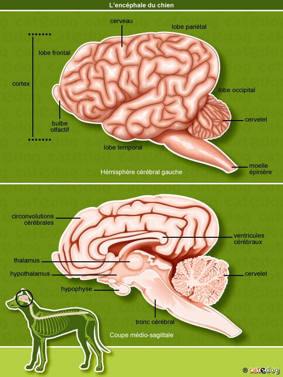 anatomie-chien-cerveau-encephale-cortex-cervelet