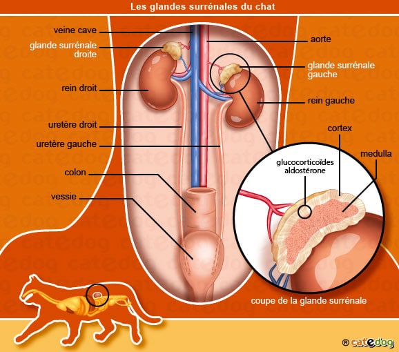 anatomie-chat-rein-glande-surrenale-cortex