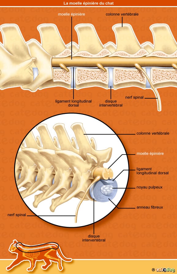 anatomie-chat-moelle-epiniere-nerf-vertebre