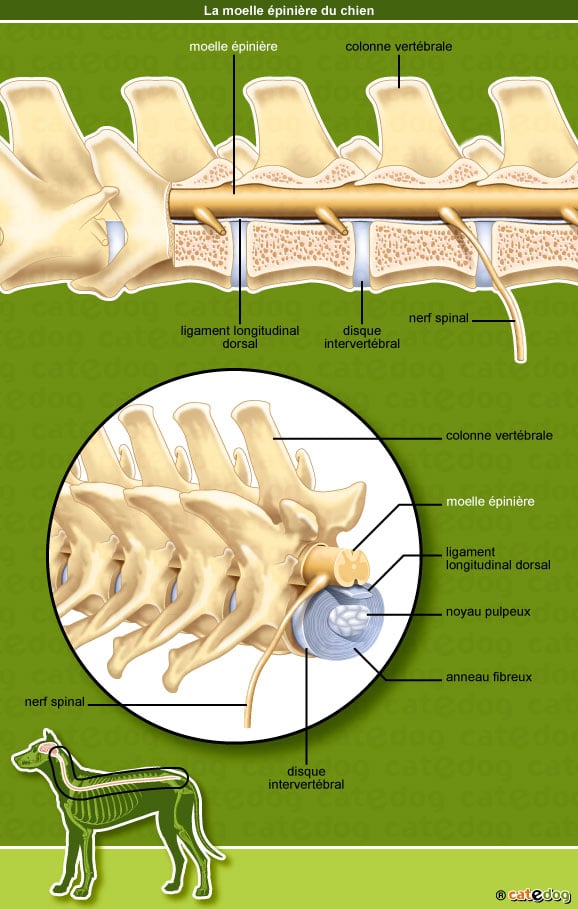 anatomie-chien-moelle-epiniere-nerf-vertebre