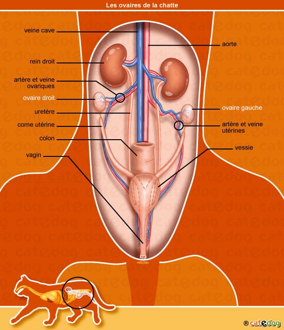 anatomie-chatte-ovaire-vagin-corne-uterine