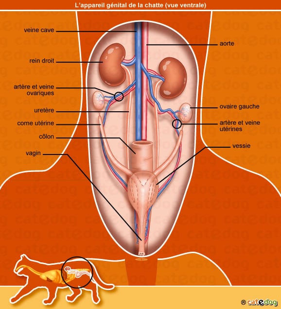 anatomie-chatte-appareil-urinaire-rein-vessie