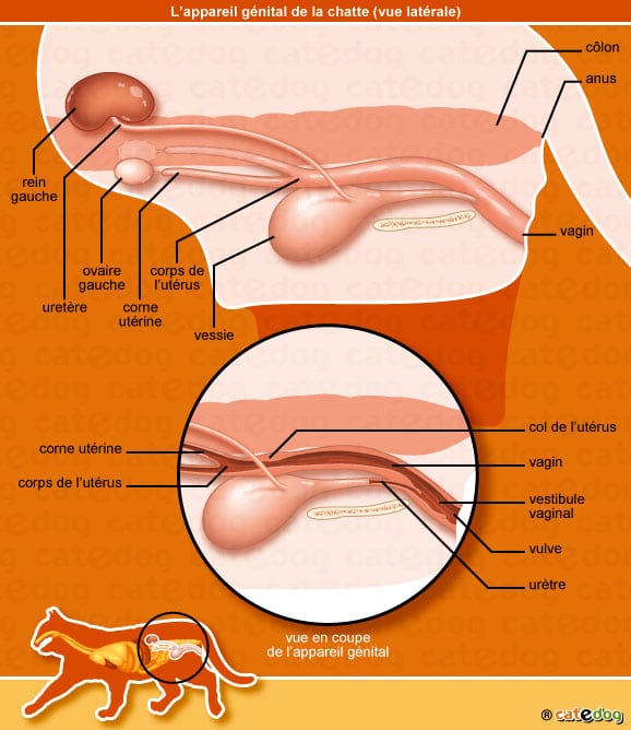 anatomie-chatte-appareil-genital-reproducteur-vagin