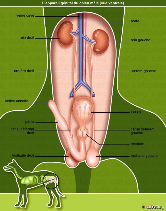 anatomie-chien-sexe-appareil-reproducteur-penis