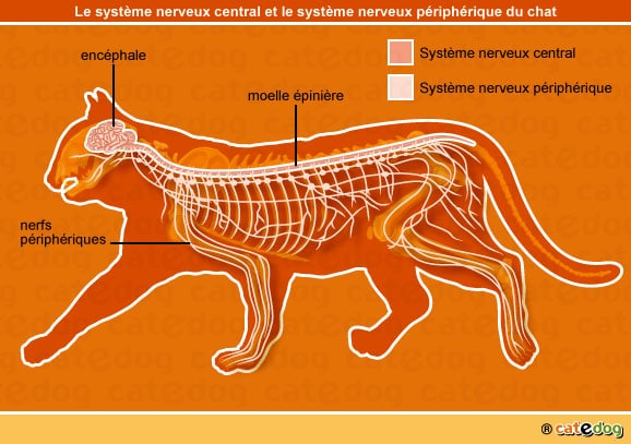 anatomie-chat-systeme-nerveux-central-peripherique