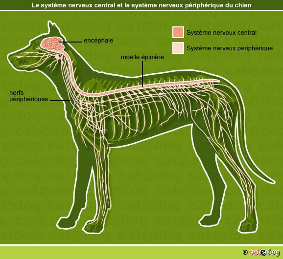anatomie-chien-systeme-nerveux-central-peripherique
