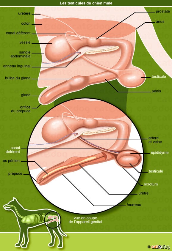 anatomie-chien-testicule-appareil-genital-penis