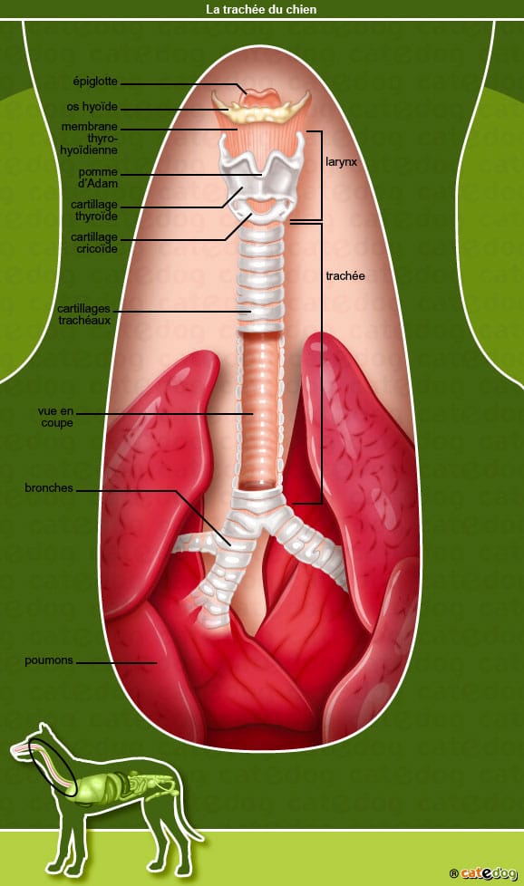 anatomie-chien-poumons-trachee-bronches-larynx