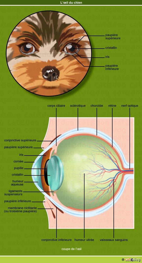 anatomie-chien-yeux-oeil-paupiere-cristalin