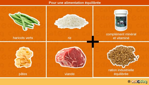 quelle alimentation pour un vieux chat