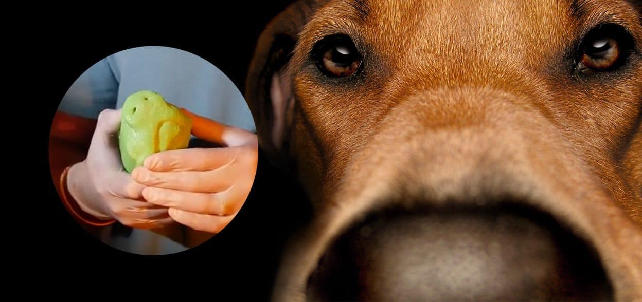Un museau artificiel canin en 3D inspiré de la truffe des Un museau artificiel canin en 3D inspiré de la truffe des