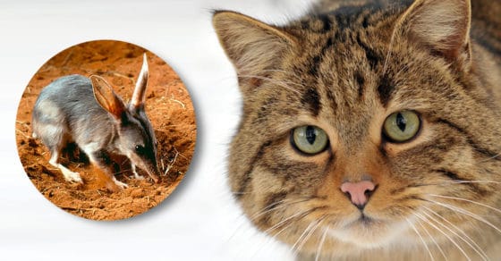 2 millions de chats sauvages devraient être abattus en Australie pour protéger la faune locale