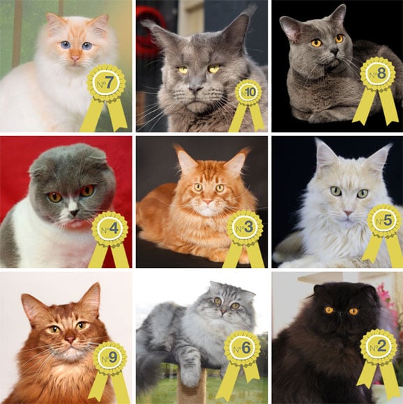 saffran-chatte-norvegien-loof-salon-agriculture-3