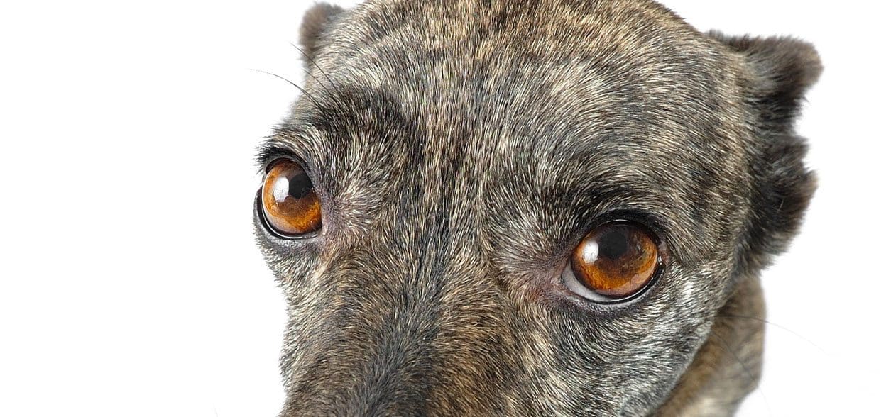 Nos chiens ont-ils les mêmes souvenirs que nous Nos chiens ont-ils les mêmes souvenirs que nous