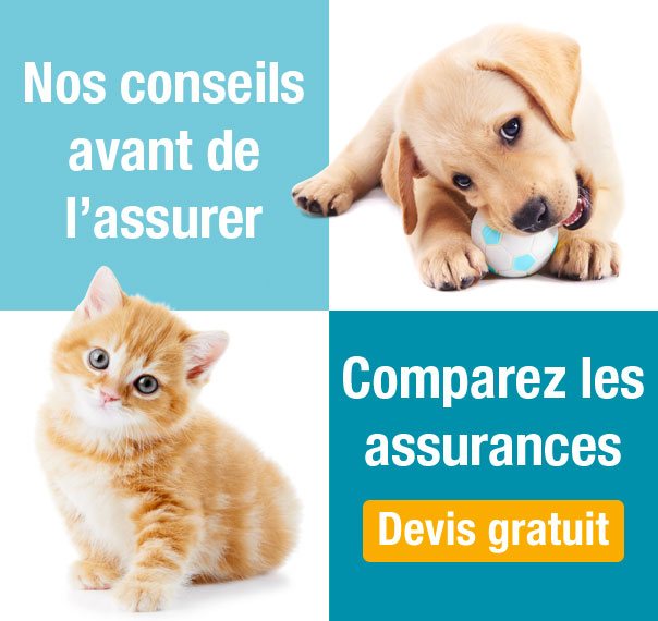 Maladie du cri du chat france 5