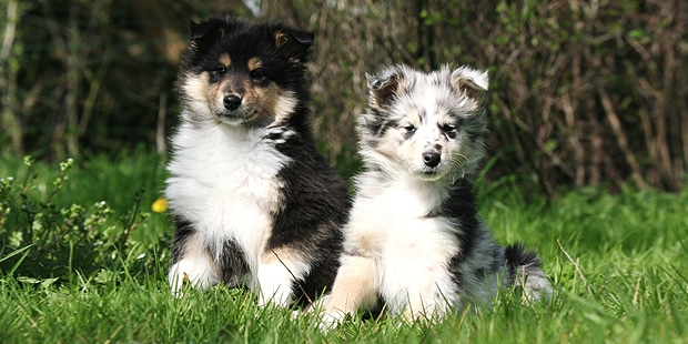 collie-poil-long-rough-colley-chiots