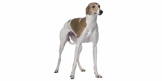 chien-greyhound-levrier-anglais-blanc-marron