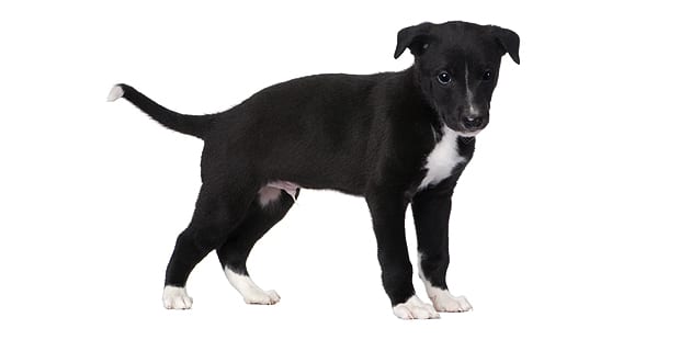 chien-greyhound-levrier-anglais-chiot