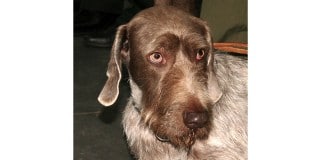 griffon-arret-slovaque-poil-dur-portrait