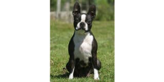 terrier-de-boston-assis