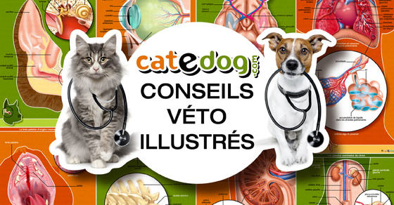 Boutique en ligne d'accessoires chat et chien - Catedogshop