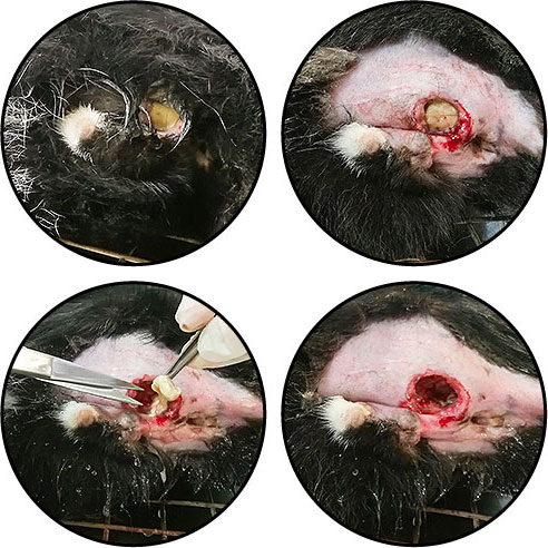 Abcès et infection d'une glande anale chez un chat