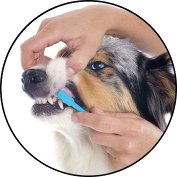 Brossage des dents chez le chien avec une brosse à dent