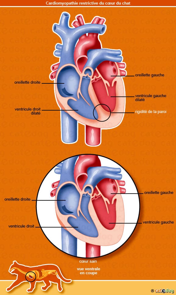 cardiomyopathie_restrictive_coeur_chat