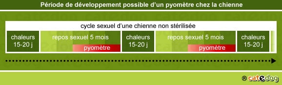 chaleurs-developpement-periode-pyometre-metrite-chienne